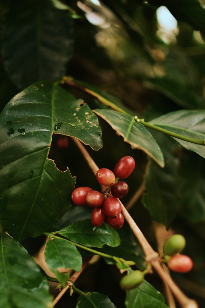 Coffee- What It Takes and What It Causes - Trip to Aceh